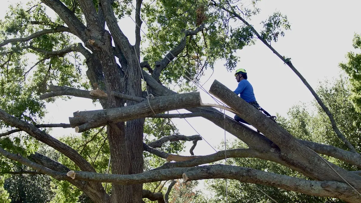 Professional Crown Thinning performed by certified arborists in Irwinton