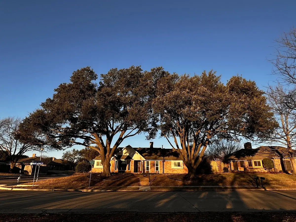 Established residential canopy tree shading a home in Irwinton